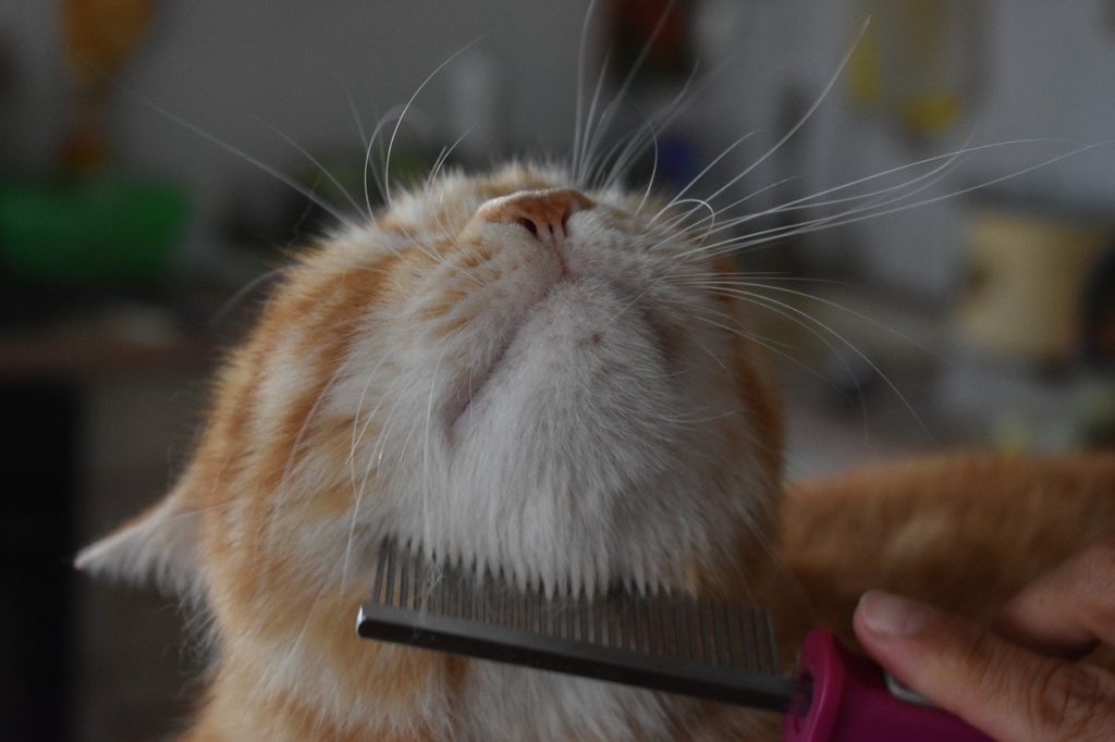 Как приучить кота к расчёске