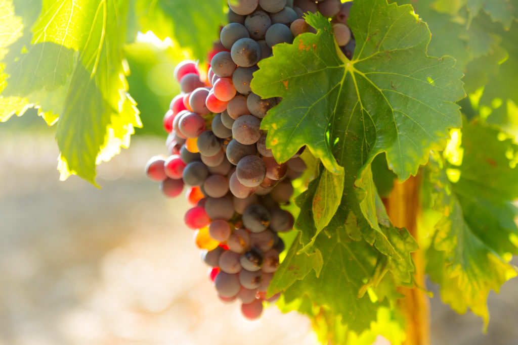 Врач Павлова: арбуз и виноград могут отодвинуть старость мозга