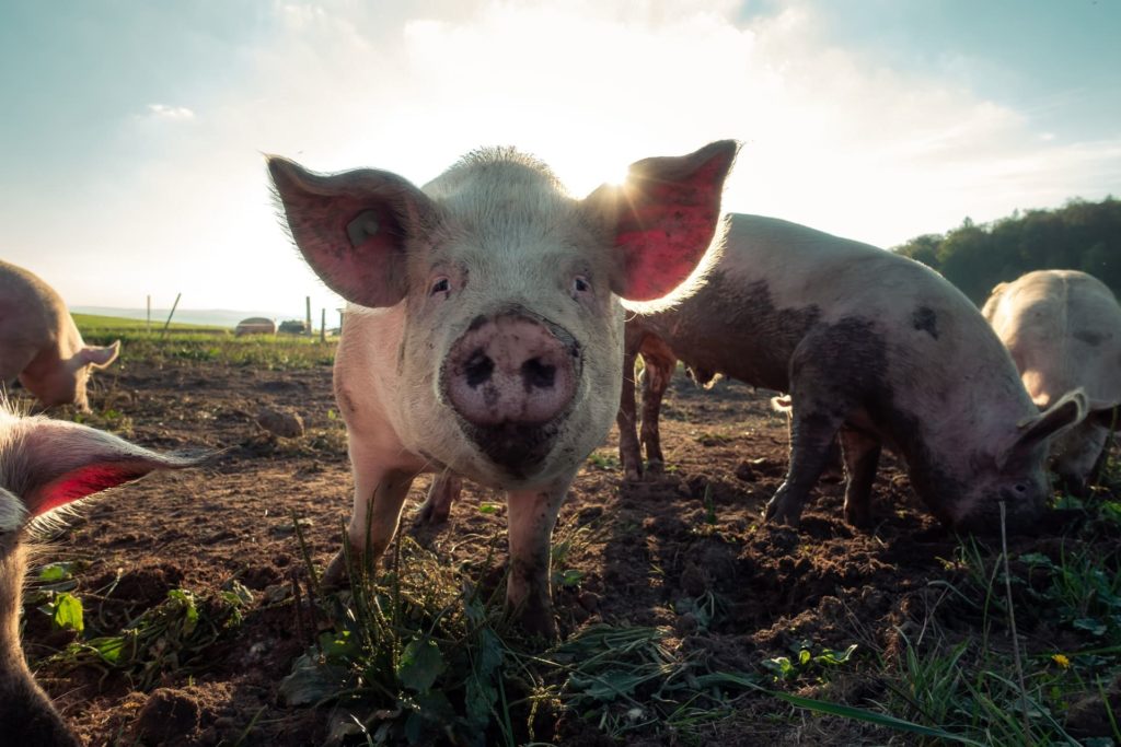 В России изъяли партию ветчины, в которой нашли геном африканской чумы свиней