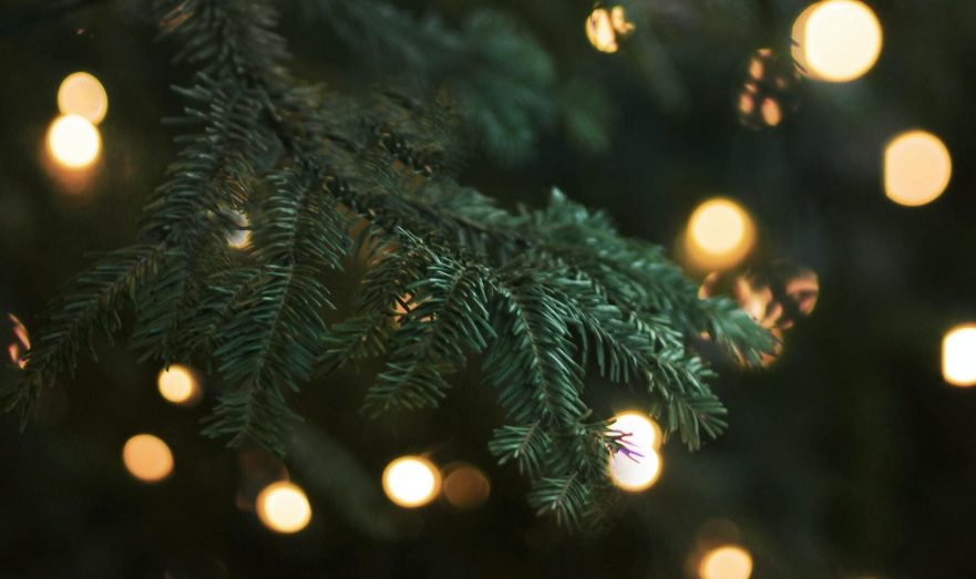 Экологи призвали россиян сдавать новогодние елки на переработку