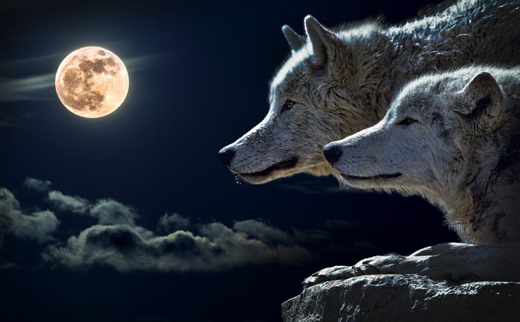 Волчья Луна: как себя вести в самое важное полнолуние года