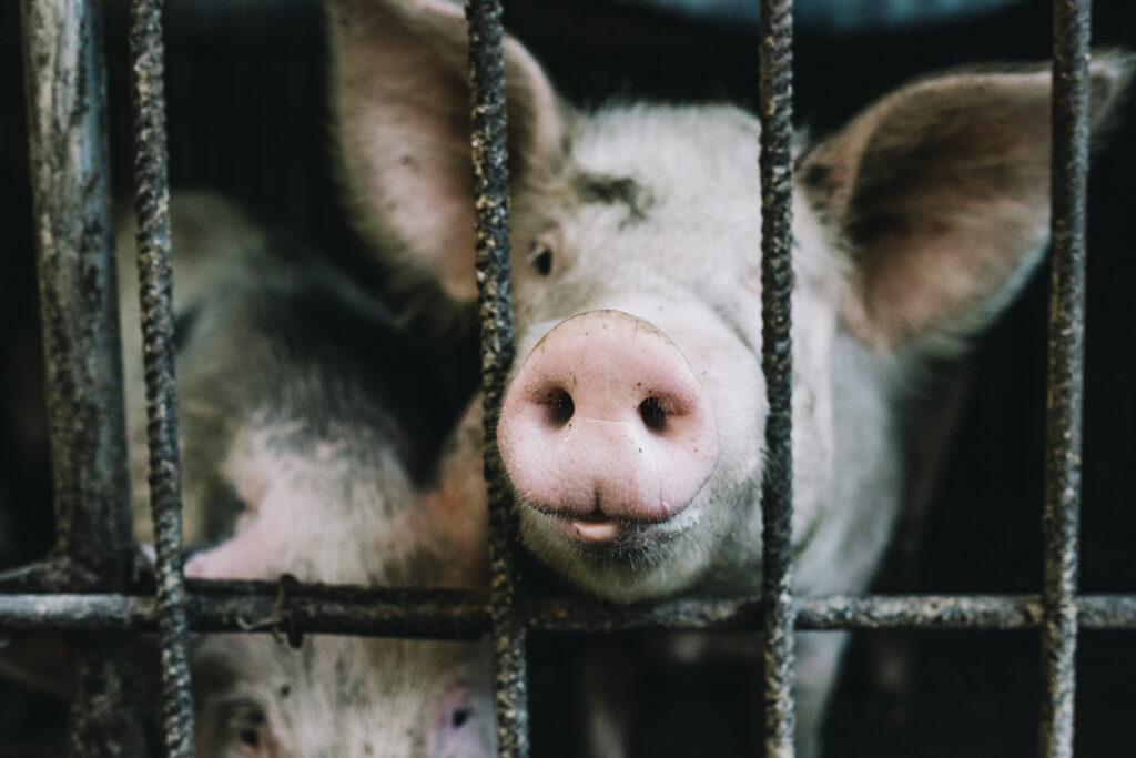 Японские ученые смогли вывести свинью с человеческими органами для пересадки