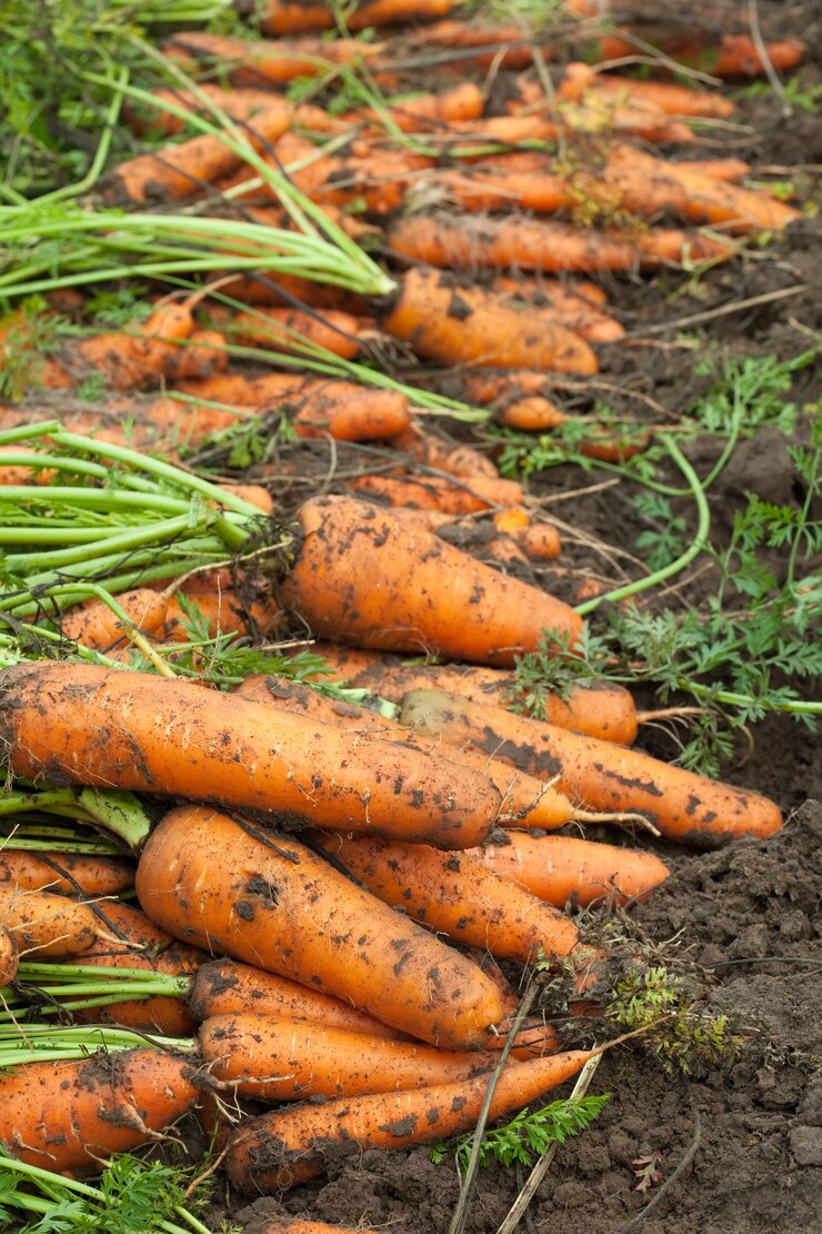HN: морковь снижает риски развития рака и болезней сердца