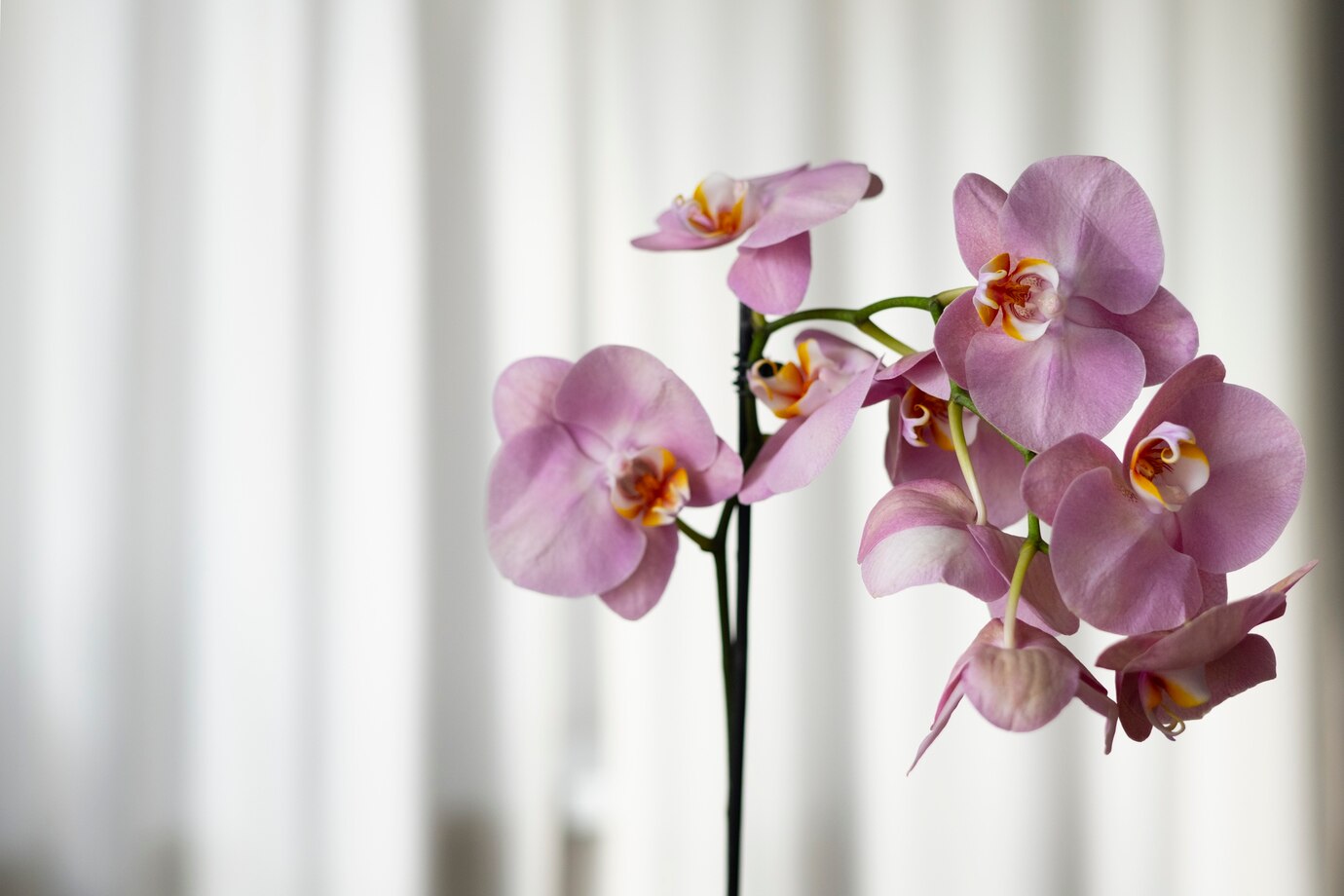 орхидея фаленопсис растение цветок