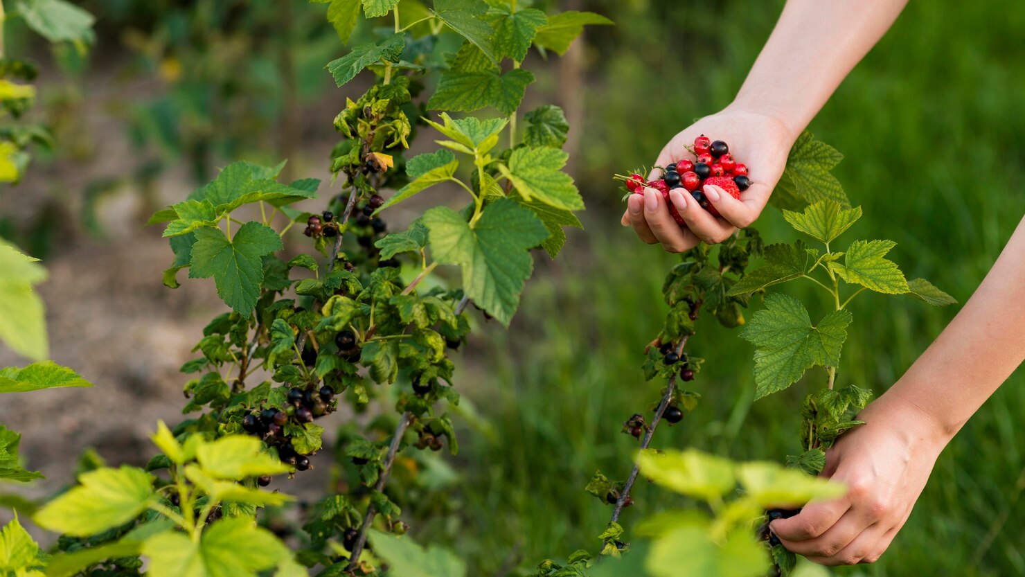 Из-за чего желтеют листья у смородины и крыжовника? | Grape plant, Garden, Best garden tools