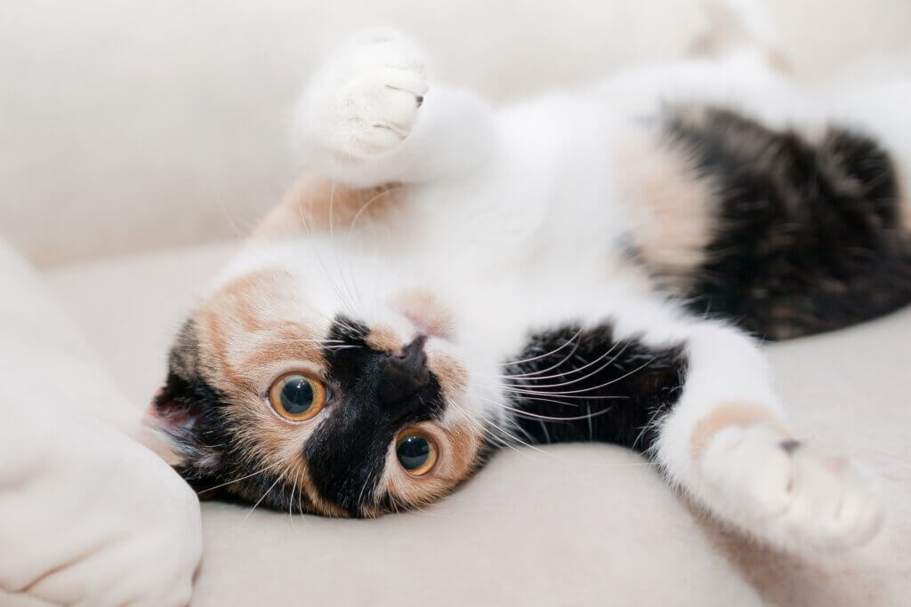 Frontiers in Veterinary Science: повышенный стресс заставляет кошек драть мебель