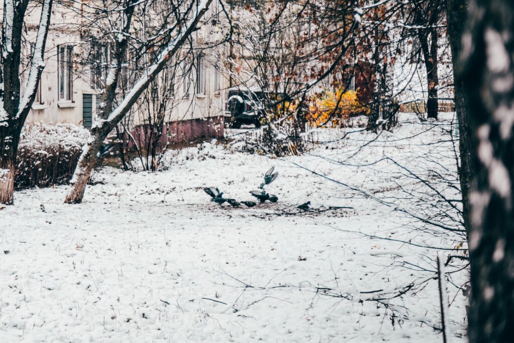 В Москву раньше времени вернулись зарянки, обычно прилетающие в марте